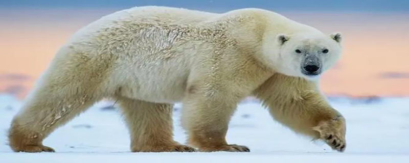 北极熊吃企鹅么