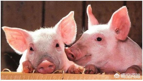 得了非洲猪瘟的猪处理了，剩下健康的猪过多久才算安全了？