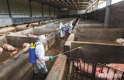 得了非洲猪瘟的猪处理了，剩下健康的猪过多久才算安全了？