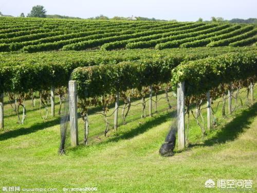 种植一亩地葡萄要多少钱？