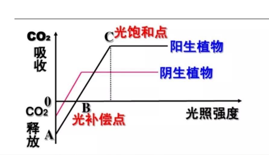 光饱和点的含义「干货」