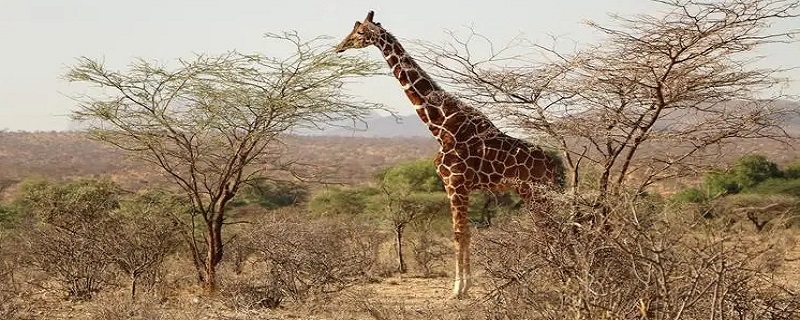 长颈鹿高几米