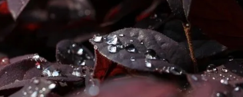 甜丝丝的雨点造句