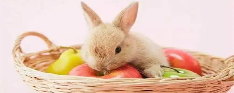 兔子怎么养怎么养兔子