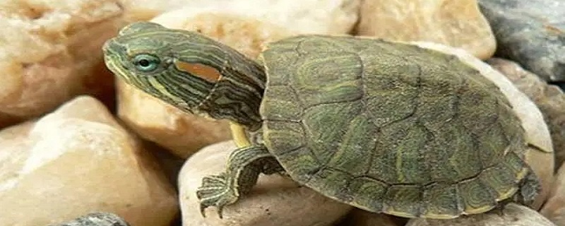 巴西龟的饲养方法