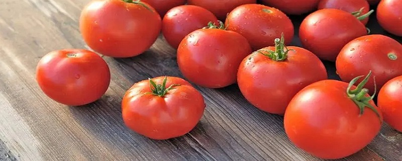 西红柿怎么盆栽